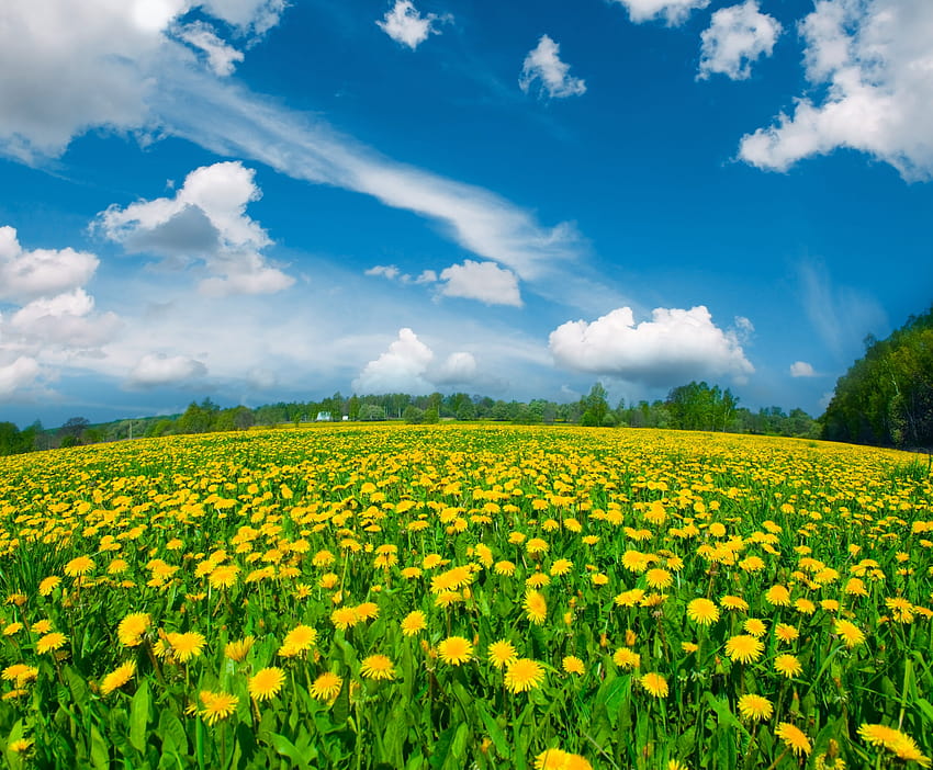 Padang Rumput Musim Panas dengan Latar Belakang Dandelion, padang rumput musim panas Wallpaper HD