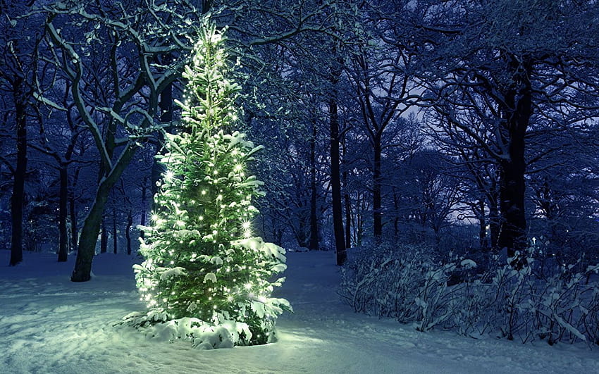 Christmas Nature New Year tree Snow Fairy lights, christmas tree ...