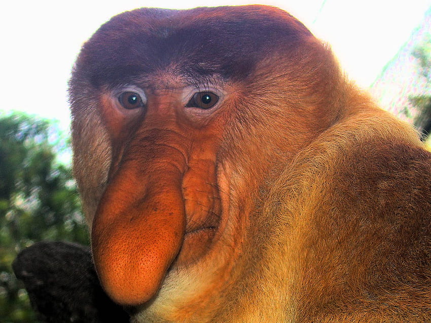 Macaco engraçado, meme do macaco papel de parede HD