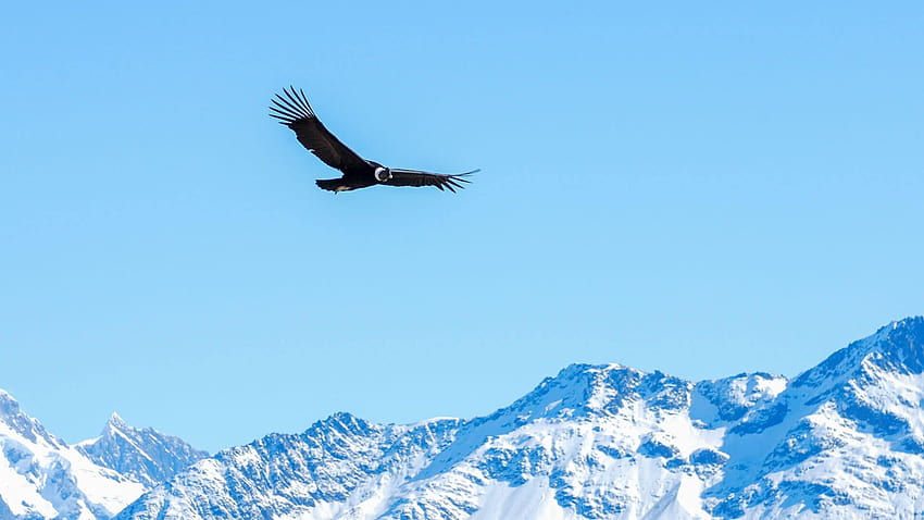 andean condor HD wallpaper