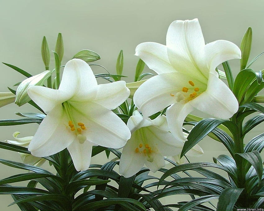 Easter Lilies. You can plant your Easter Lilies outdoors HD wallpaper
