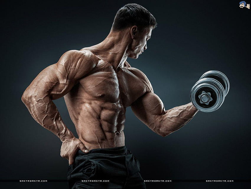 Bodybuilding, body builder HD wallpaper