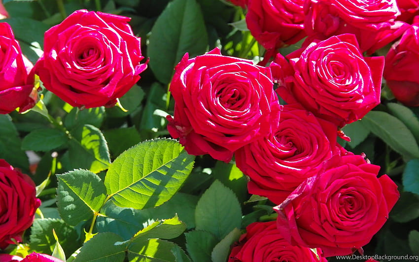 Rose Leaves Beautiful Flowers In Resolution Backgrounds, flowers full  screen HD wallpaper | Pxfuel