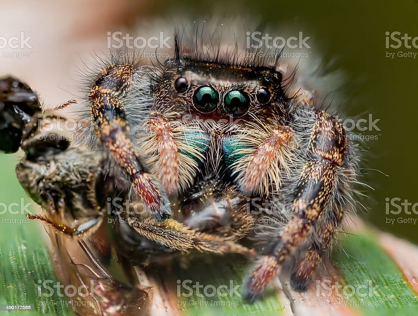 Laba-laba Pelompat Hitam Dengan Mulut Hijau Mengkilap Makan Stok Tawon, laba-laba pelompat afrika Wallpaper HD