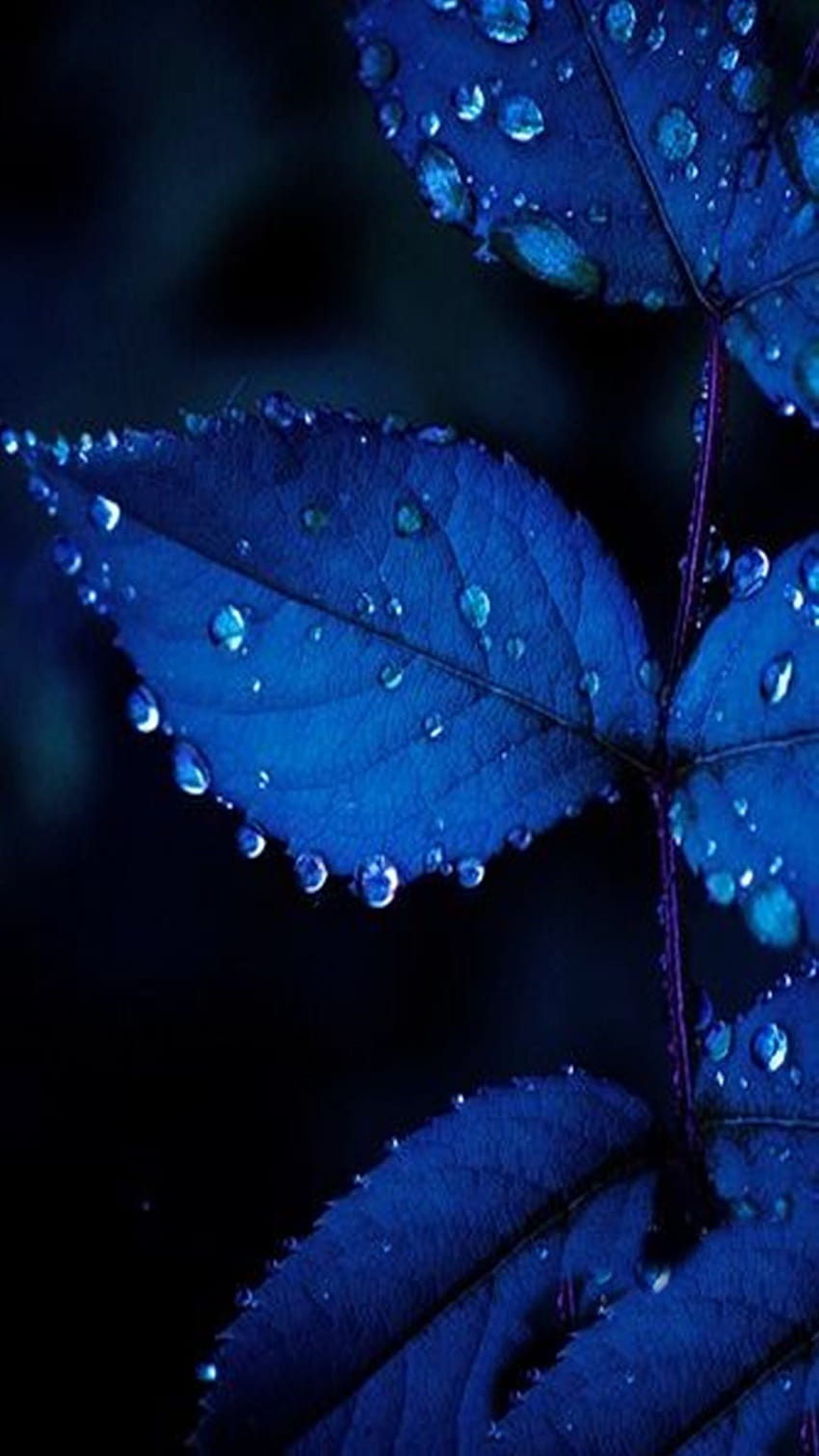 Blue Leaves HD phone wallpaper