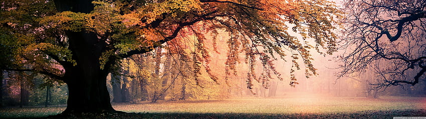 Mùa thu, một mùa của sự lãng mạn và sự ấm áp, là mùa của những lá bạc rụng đầy tình yêu. Với những bức ảnh mùa thu tuyệt đẹp, bạn sẽ được tận hưởng cảm giác ngọt ngào, nhưng cũng thật thi vị và đầy sắc màu của mùa thu.