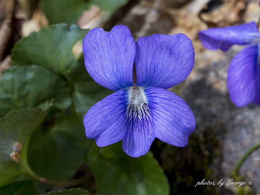 Viola blu comune Sfondo HD