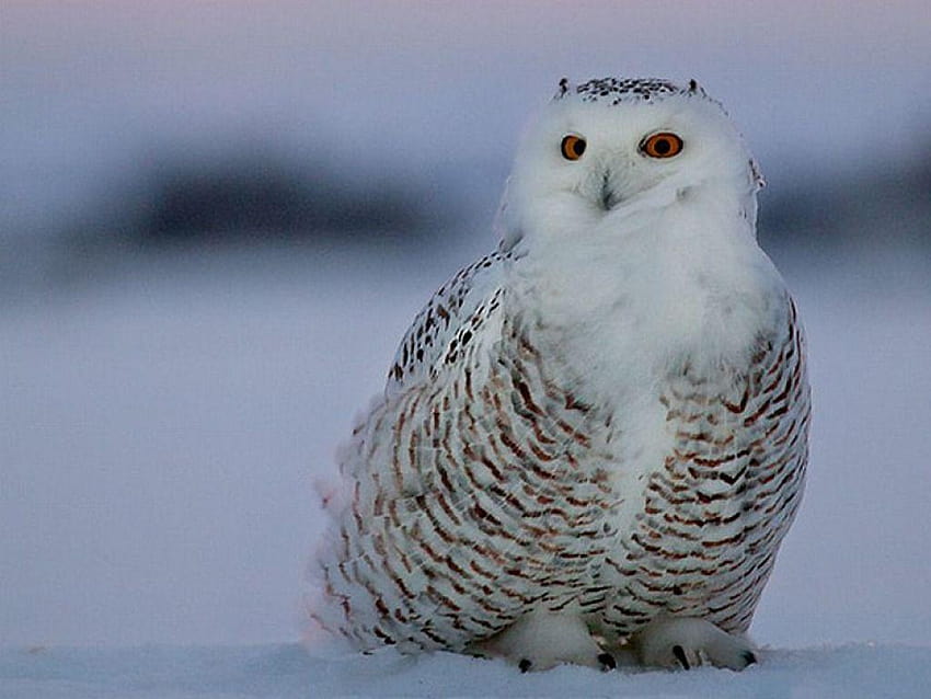 Owl – One, snowy owls HD wallpaper