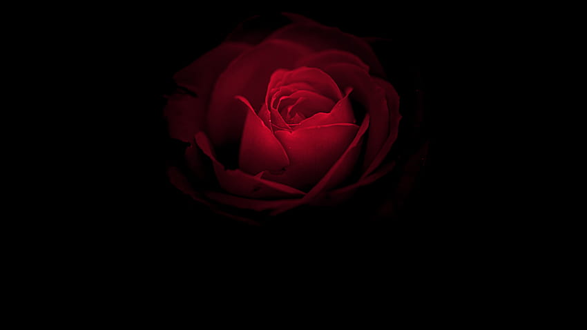 Rose flower, Red Rose, Huawei Mate RS, Porsche Design, dark roses HD wallpaper