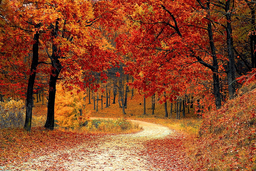 Autumn , Red leaves, Forest, Pathway, Scenery, Fall, Trees, Nature, trees autumn ultra HD wallpaper