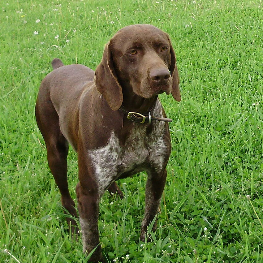 German Shorthaired Pointer and ...dog HD phone wallpaper