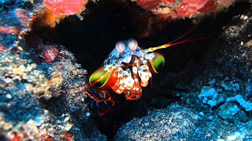 Mantis Shrimp HD wallpaper