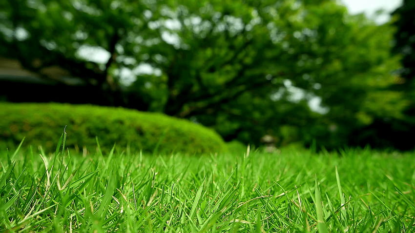 Japanischer Garten. Grünes Gras und verschwommener Baum im Hintergrund. 2016, Hintergrundgarten HD-Hintergrundbild