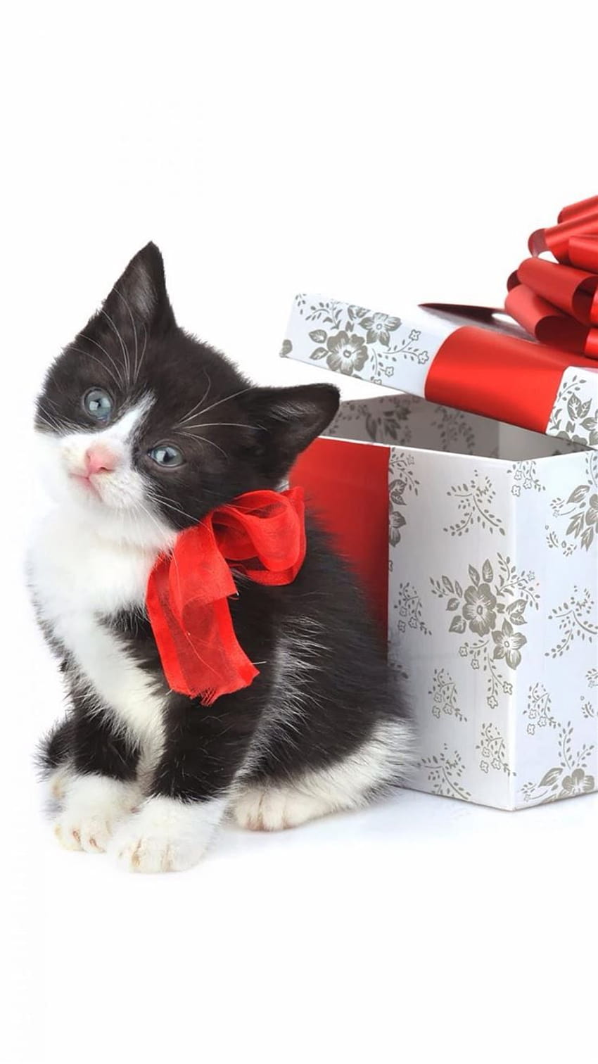 Christmas Kitten Present iPhone 8, christmas ideas HD phone wallpaper