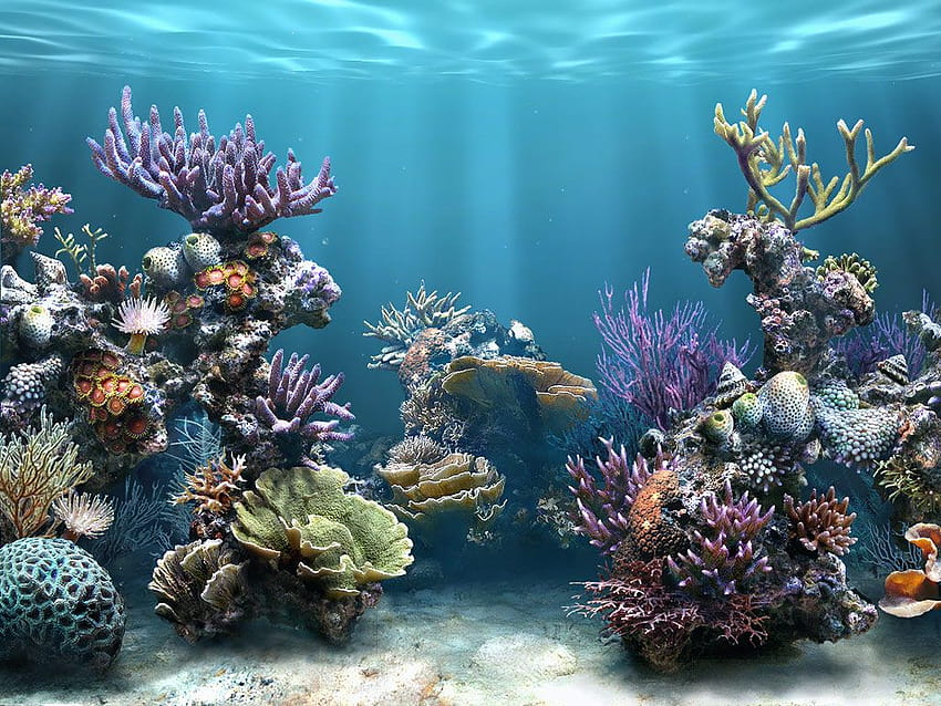 Aquaculture My Style Коралов риф аквариум Аквариум [1024x768] за вашия , мобилен телефон и таблет HD тапет