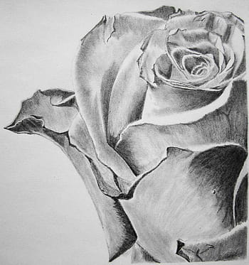 5 Flowers Drawing with Pencil Shading Easy Step By Step - YouTube