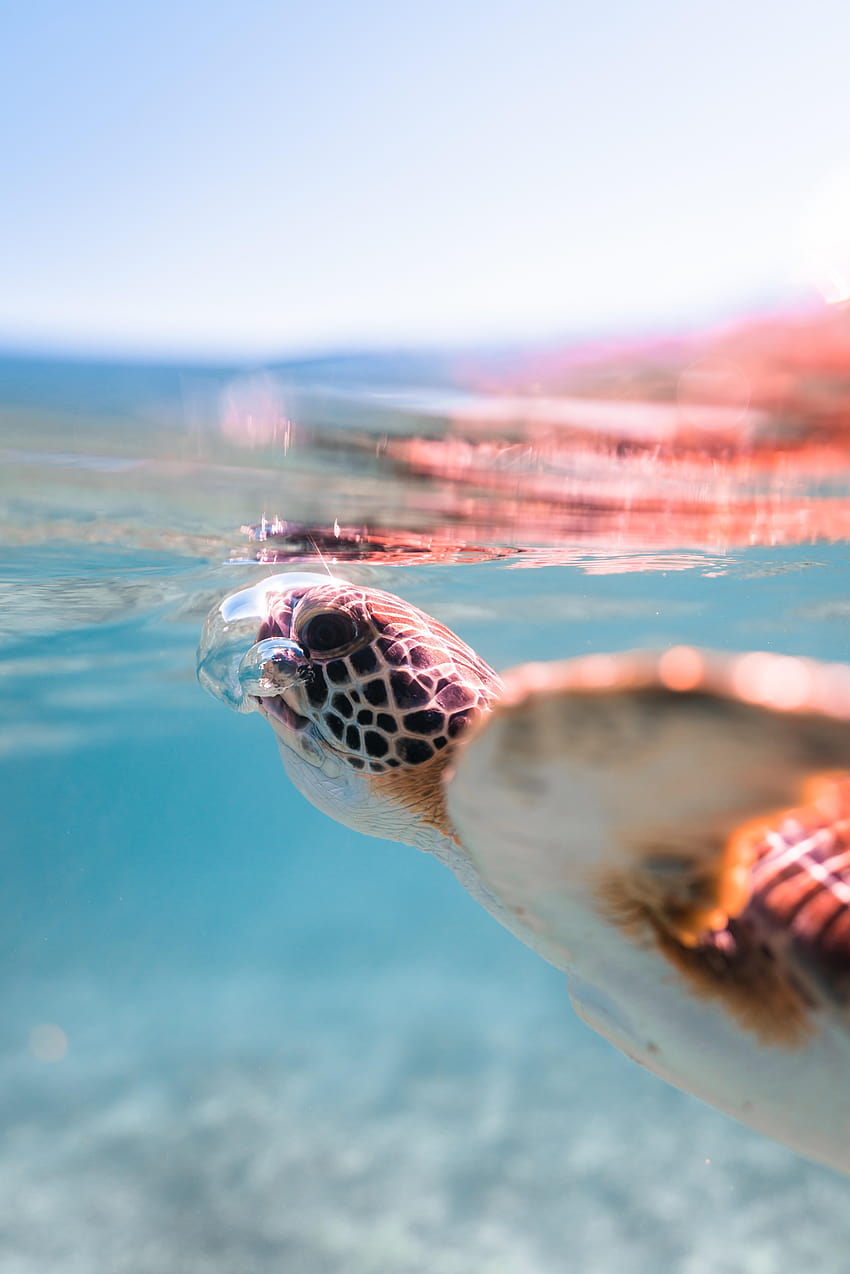 Animal lindo de verano, lindos animales marinos. fondo de pantalla del  teléfono | Pxfuel