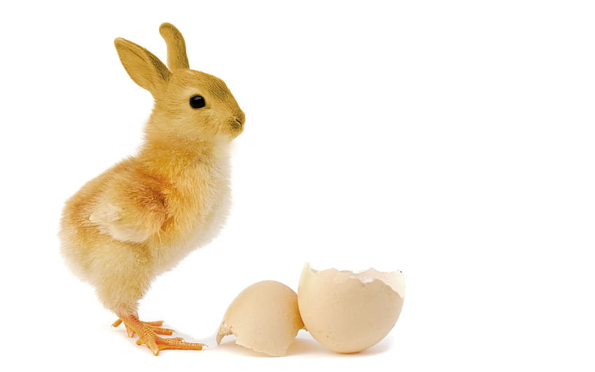 bunnies, eggs, animals, chickens, baby animals :: HD wallpaper