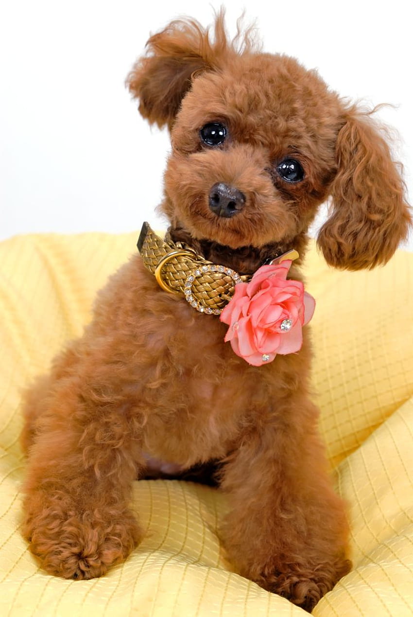 Cuddly Poodle by bubupoodle, poodle dogs HD phone wallpaper