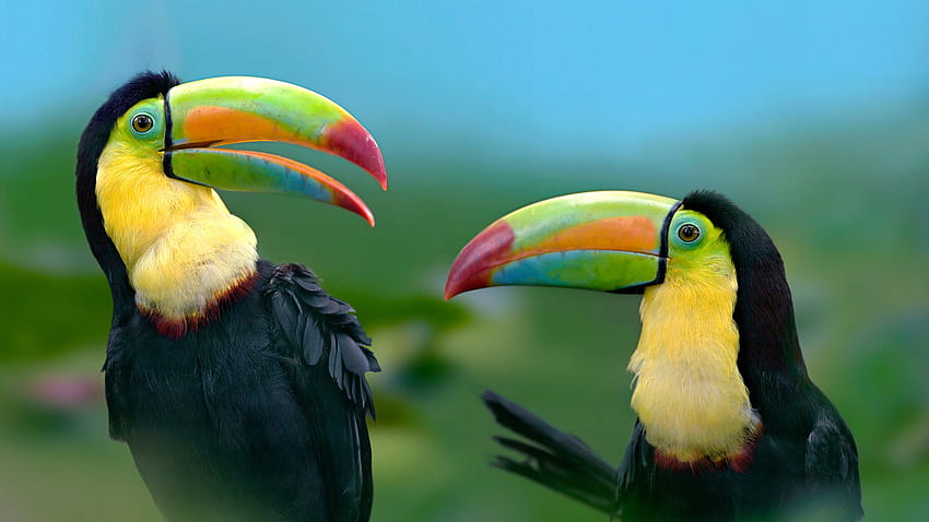 Tucano pássaro colorido exótico papel de parede HD