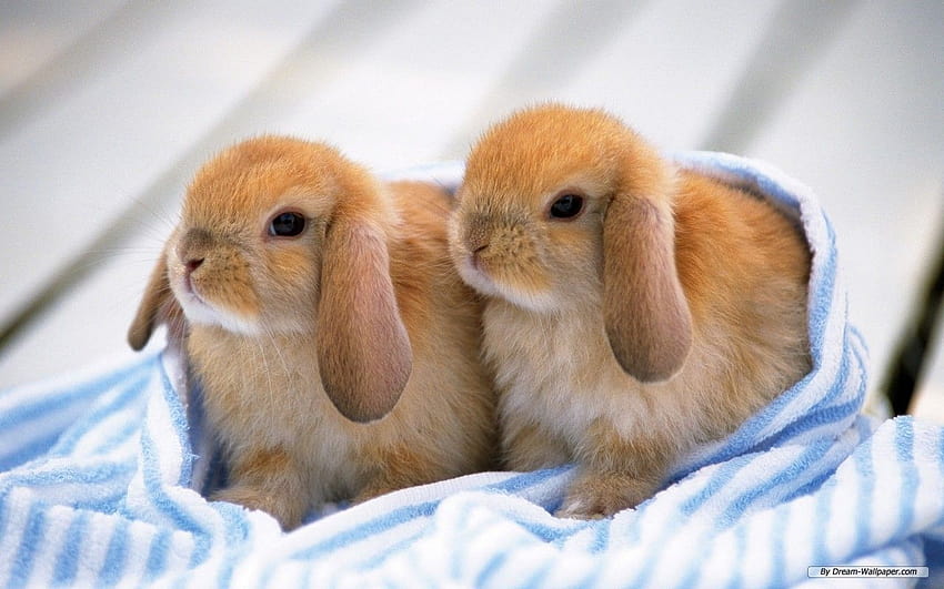 Bunnies Cute Iphone, rabbits baby HD wallpaper