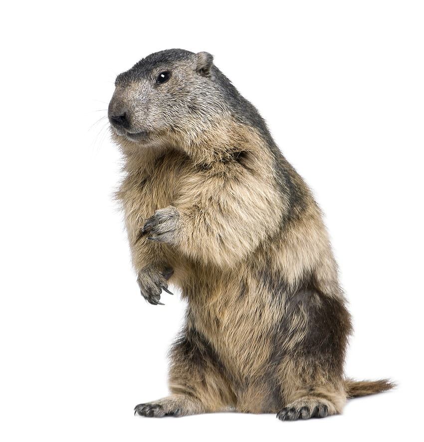 Groundhog , Animal, HQ Groundhog, woodchuck HD phone wallpaper
