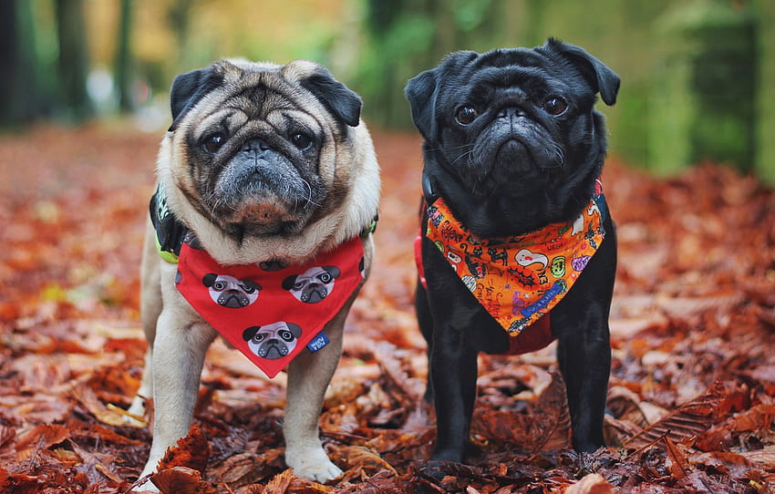 autumn, dogs, nature, dog, pair, pug, shawl, pugs , section собаки, fall pug HD wallpaper