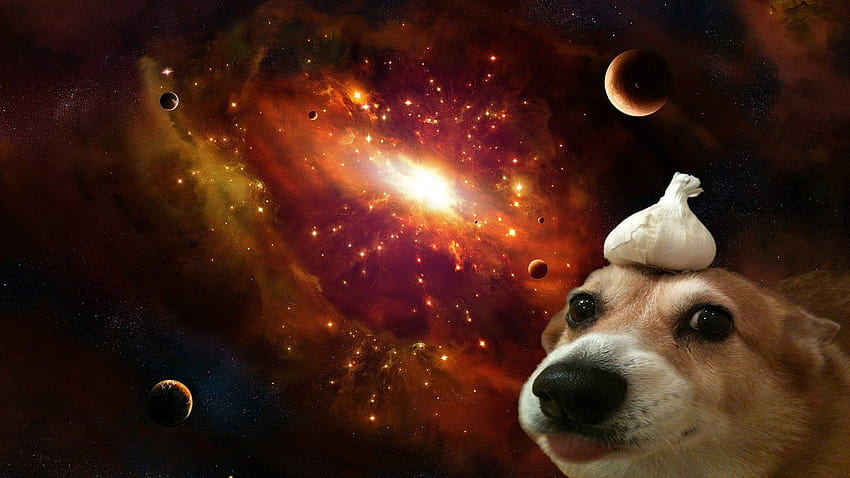 Ein Hund mit Knoblauch auf dem Kopf im Weltraum [1920x1080] :, Weltraumhund HD-Hintergrundbild