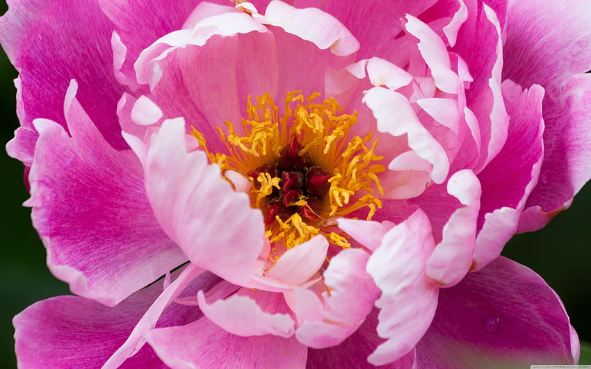Peony ❤ for Ultra TV • Wide & Ultra, summer peonies HD wallpaper