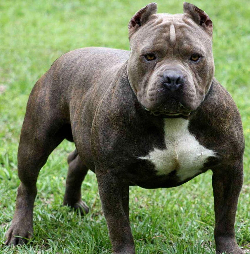 Blue Brindle American Pitbull Terrier Bully, xl kabadayı köpek HD telefon duvar kağıdı