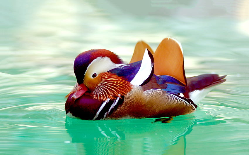 Mandarin Duck and Backgrounds stmednet [1920x1200] for your , Mobile & Tablet, summer duck HD wallpaper