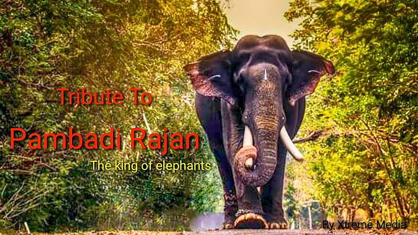 Homenaje a Pambadi Rajan. El rey de los elefantes. fondo de pantalla