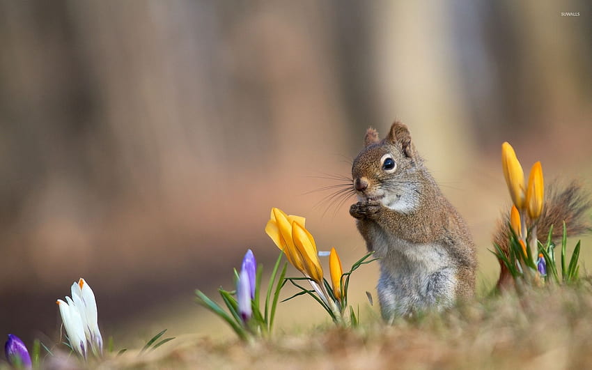 크로커스, 귀여운 봄 동물 사이의 다람쥐 HD 월페이퍼