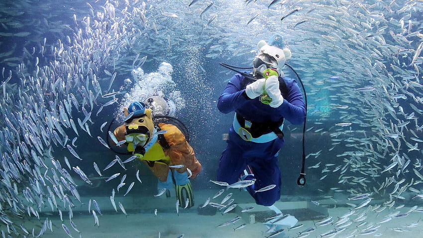 Costumed divers surrounded by sardines in a S. Korean aquarium, aquarium with diver HD wallpaper