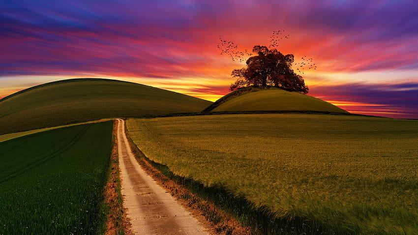 Colourful Sky, Fields, Green, , Nature, Path HD wallpaper