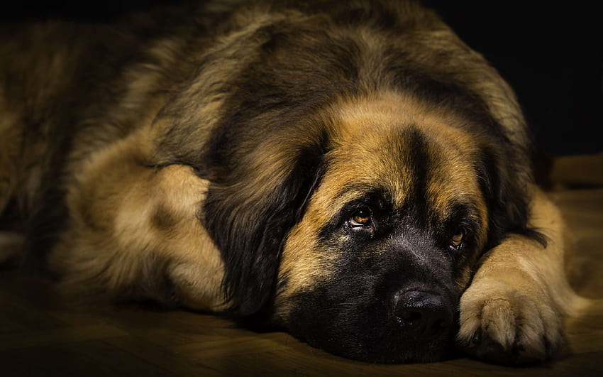 Leonberger, muzzle, pets, cute animals, dogs, fluffy dog, Leonberger Dog with resolution 3840x2400. High Quality HD wallpaper