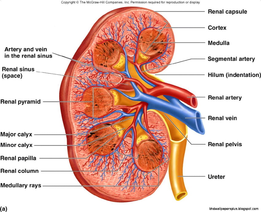 腎臓の解剖学、 高画質の壁紙