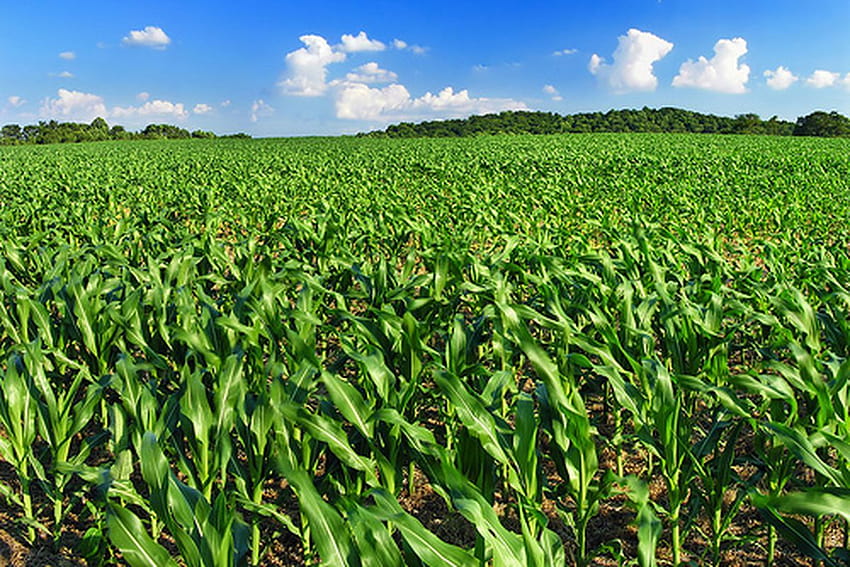 3 campo de maíz de Illinois, campo de maíz fondo de pantalla