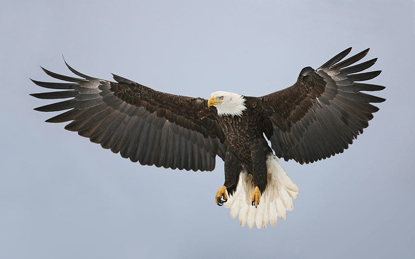 Bald Eagle To Spread Wings Yellow Beak, eagle wings HD wallpaper | Pxfuel