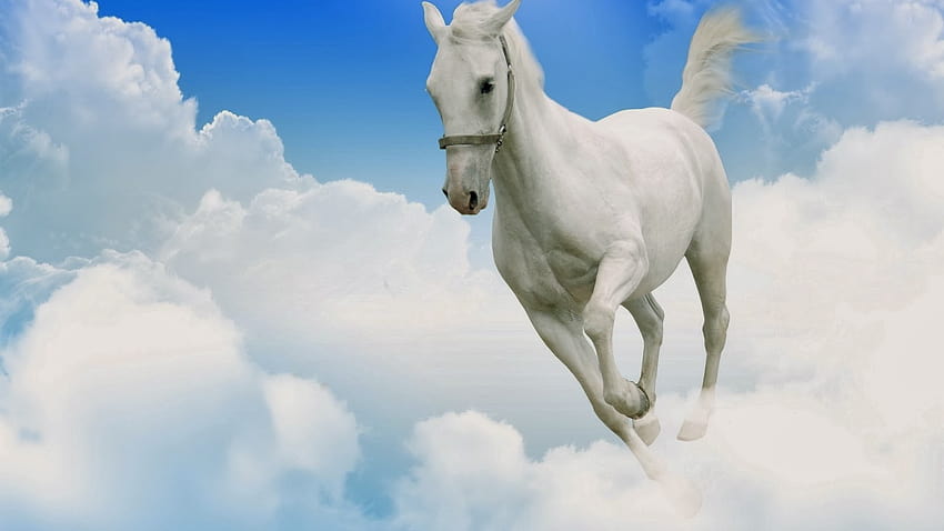 White Horse Wide For You [1600x900] for your , Mobile & Tablet, beautiful white  horse HD wallpaper | Pxfuel