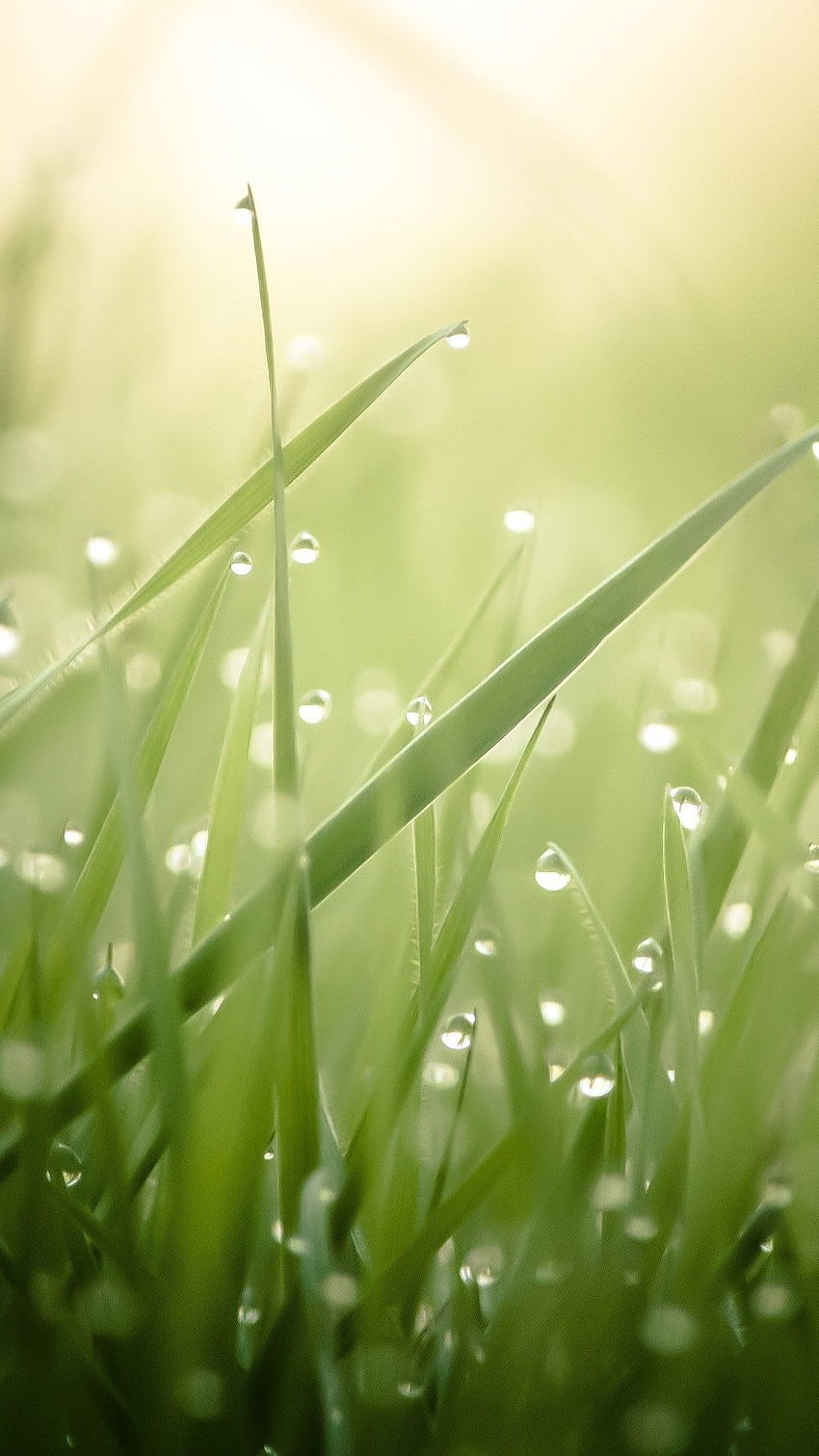 Water drop and grass. Pretty water drops/morning dews iPhone, grass mobile HD phone wallpaper