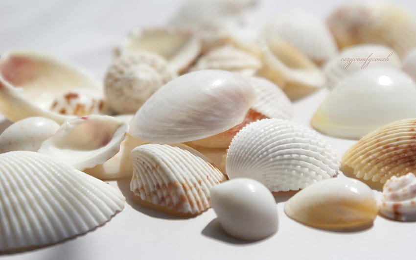 Seashells, cockle HD wallpaper