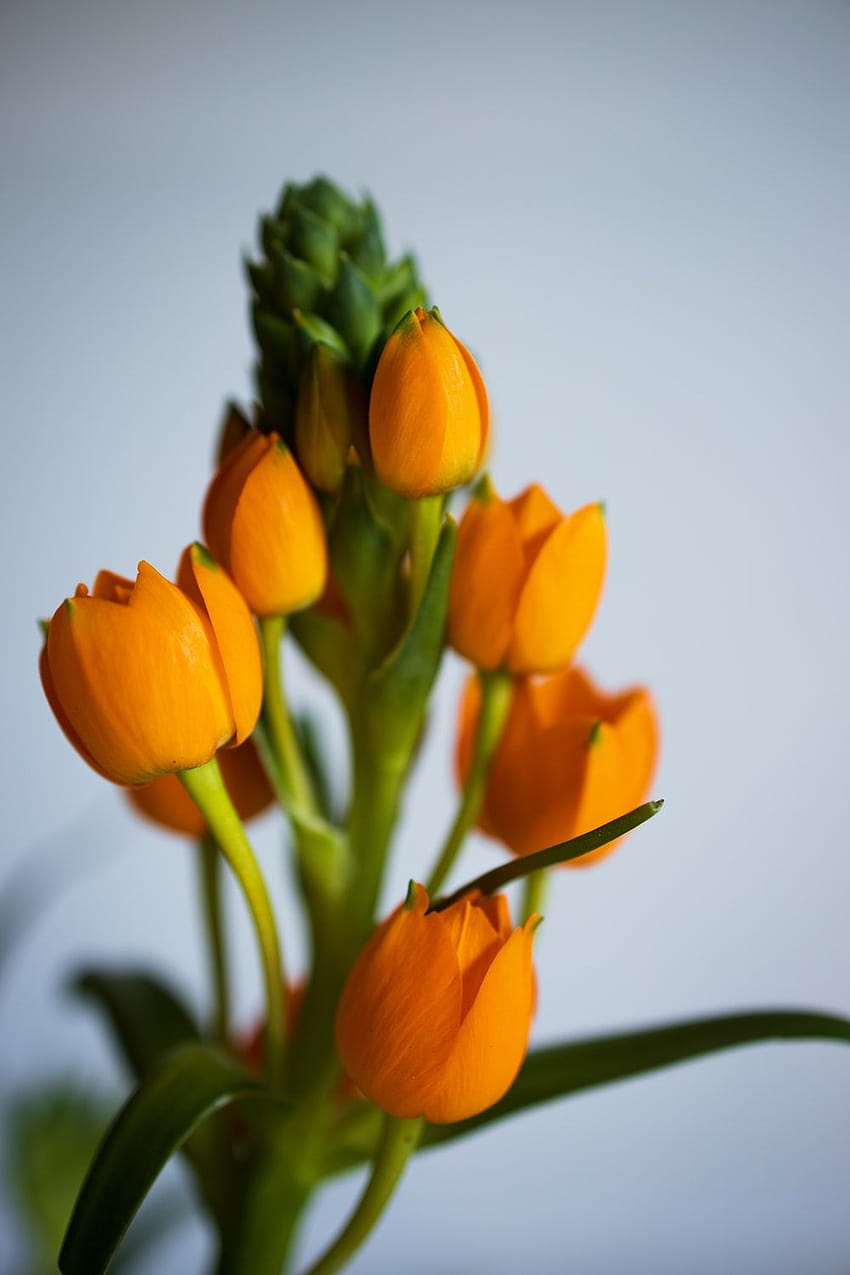 yellow tulips in white backgrounds – Plant, orange tulips bunch HD phone wallpaper