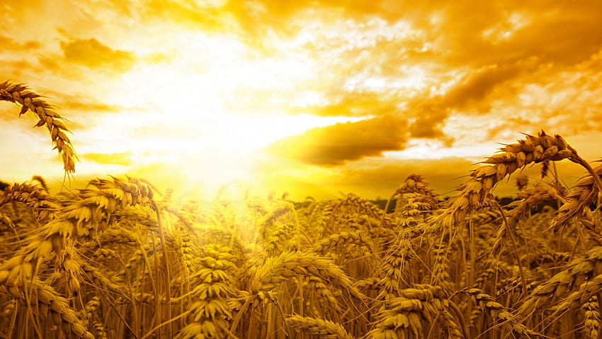 Ears, wheat, sun, sky, yellow, Nature, yellow nature HD wallpaper