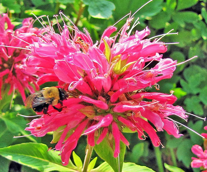 Bee Balms: การดูแลพืชและพันธุ์, บาล์มผึ้งดอกไม้ วอลล์เปเปอร์ HD