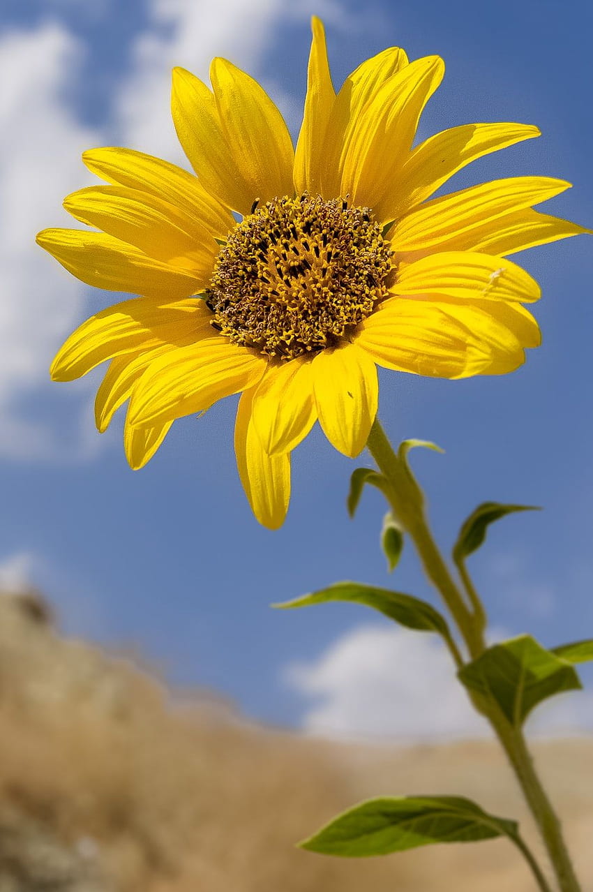 90 s de girasol: s, color girasol fondo de pantalla del teléfono | Pxfuel