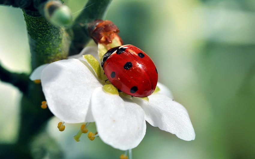 ladybird beetle HD wallpaper