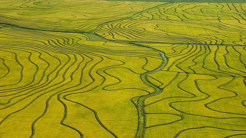 nature, Landscape, Green, Field, River, Bird's Eye View, Rice Paddy HD wallpaper