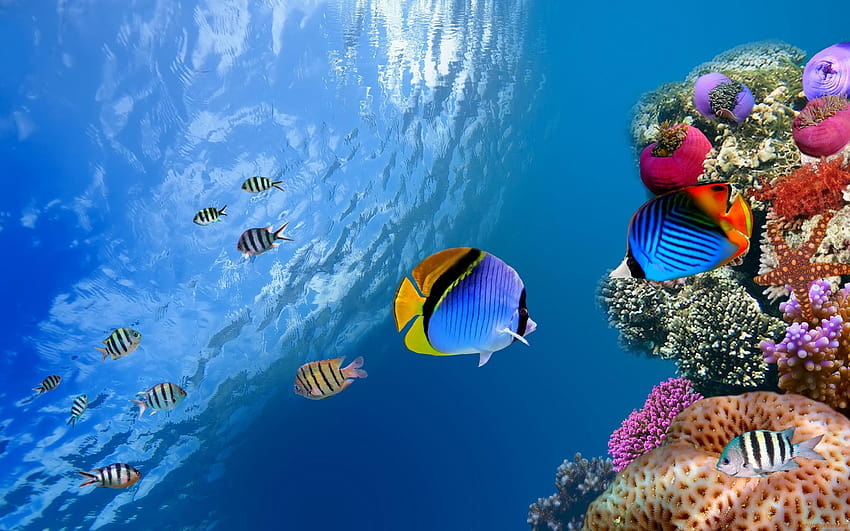 Coral Reef Tropical Underwater Life, life underwater HD wallpaper