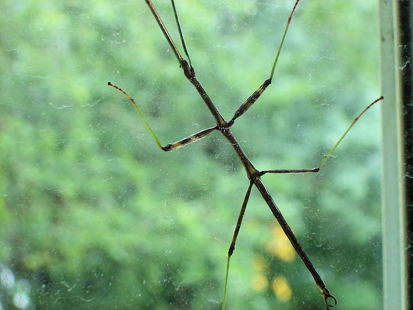 Stick Bug on my window. Another amazing bug. :o) HD wallpaper
